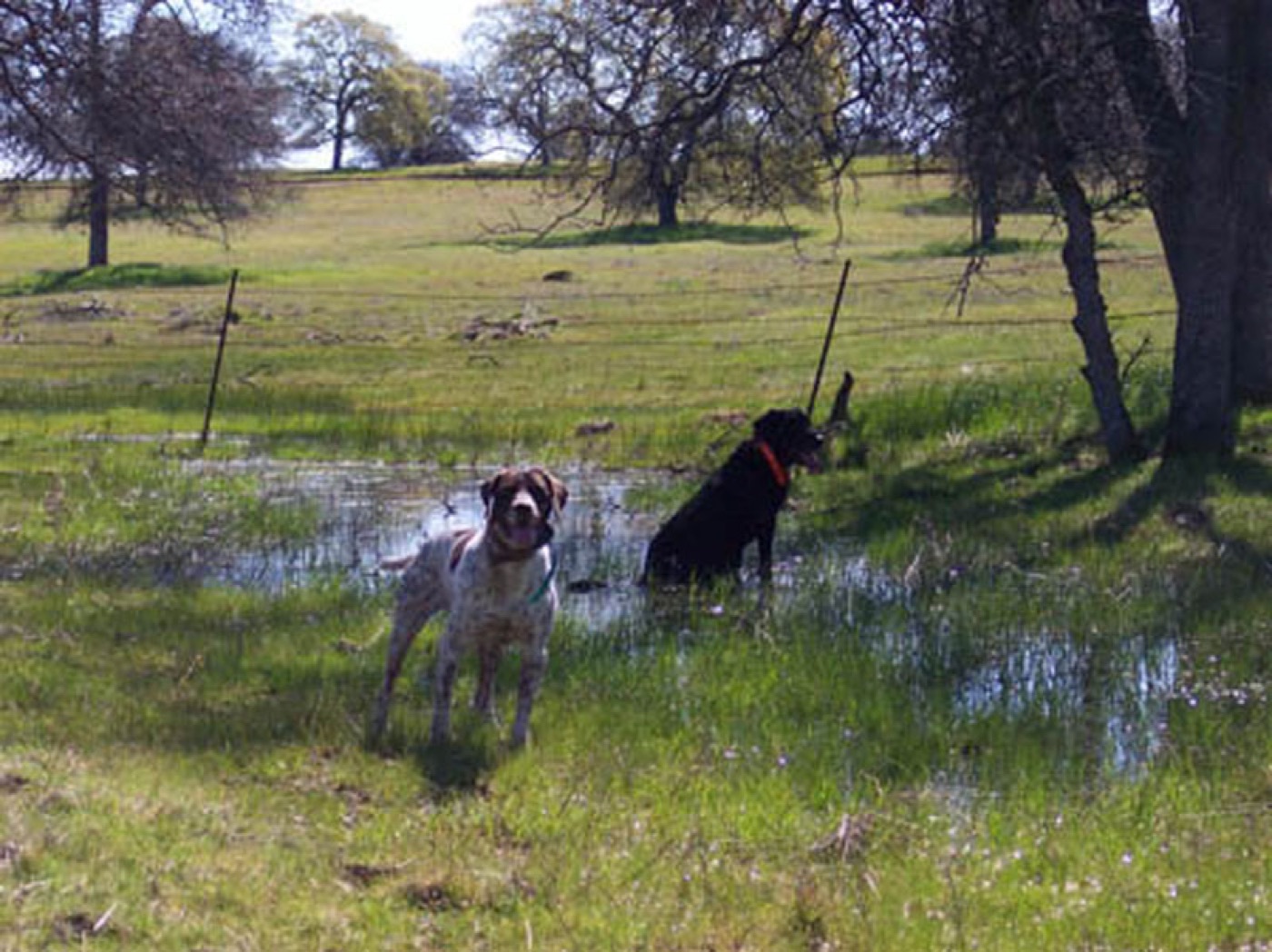 Pointers in a pond