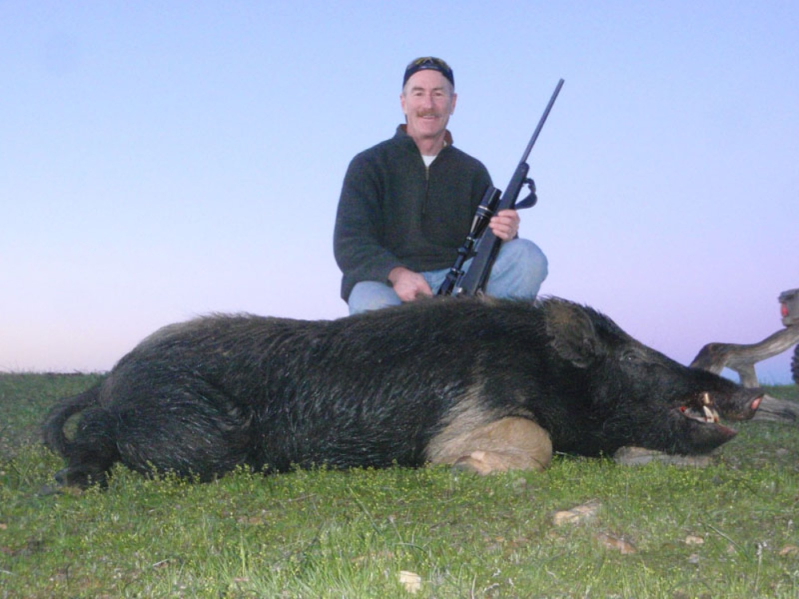 Wild hog harvest