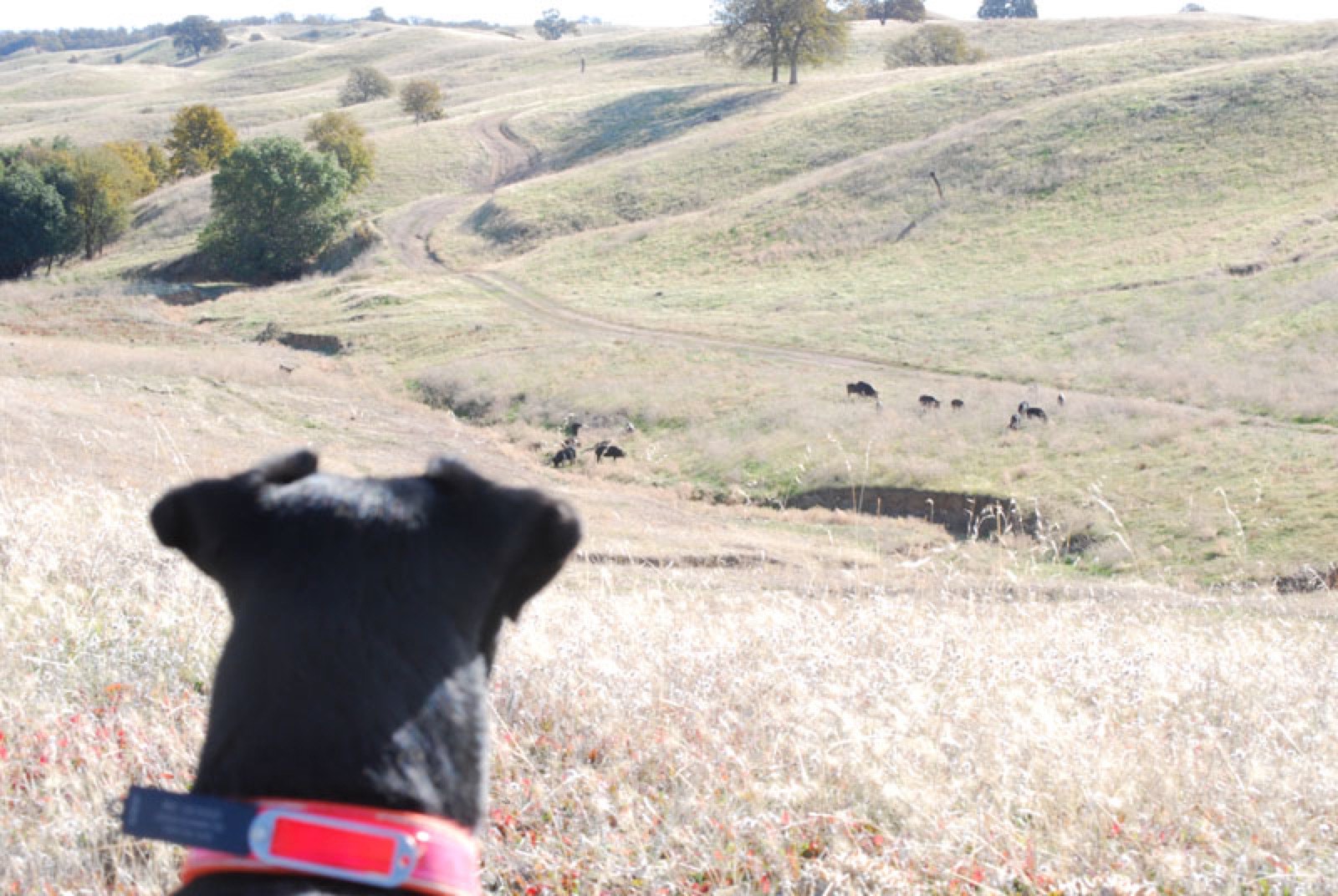 Dog watching cattle